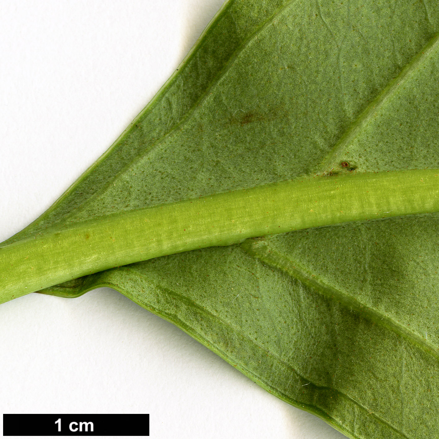 High resolution image: Family: Adoxaceae - Genus: Viburnum - Taxon: odoratissimum - SpeciesSub: var. arboricola 
